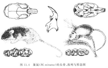 巢鼠 巢鼠