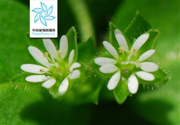 繁缕 繁缕
