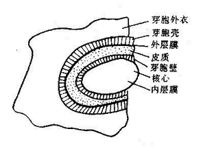 革兰氏阳性细菌 革兰氏阳性细菌