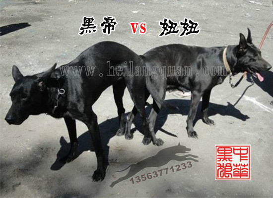 中华黑狼 中华黑狼
