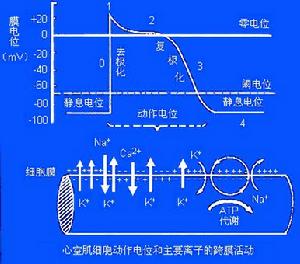 膜电点阵图 膜电点阵图