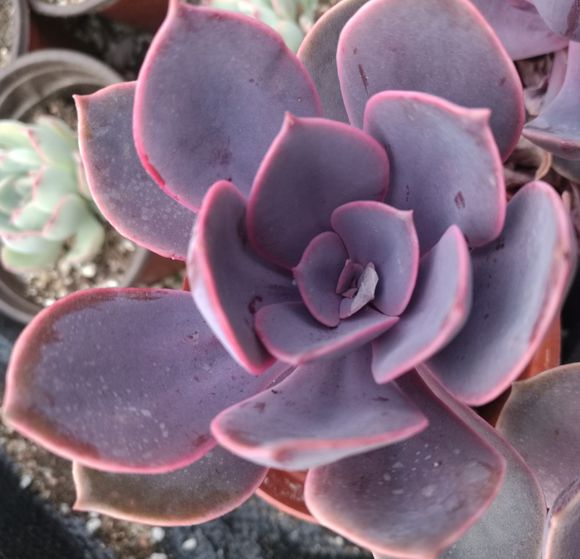 紫丁香花 紫丁香花