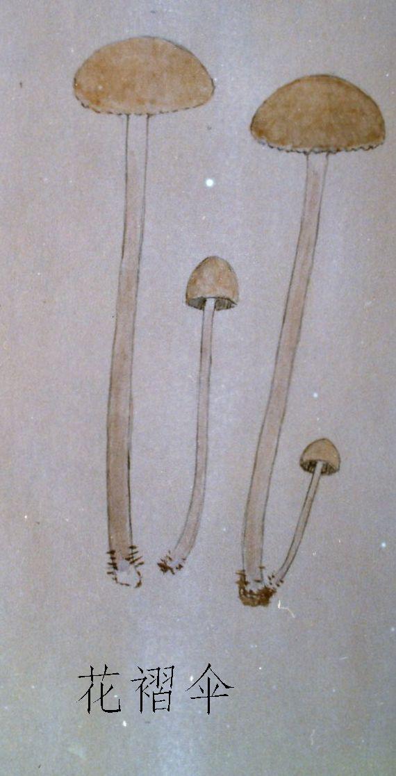 钟形花褶伞 钟形花褶伞