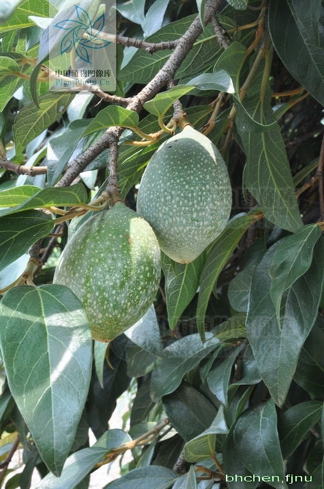 爱玉子（变种）