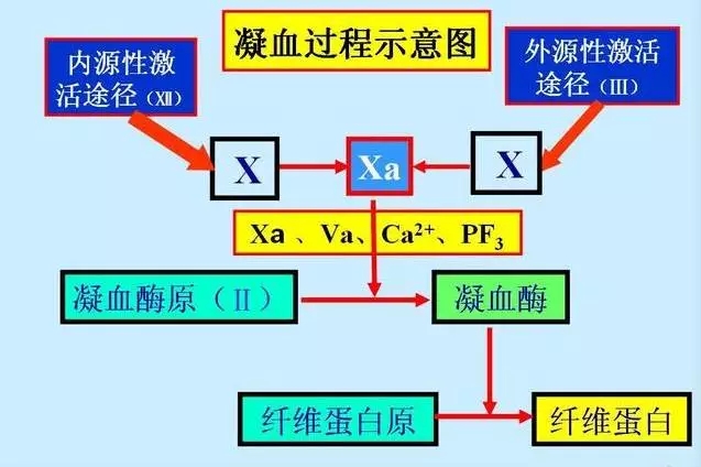 凝血机制