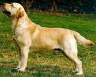 拉布拉多寻回犬 拉布拉多寻回犬