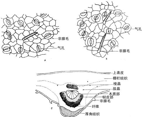 狭叶番泻叶