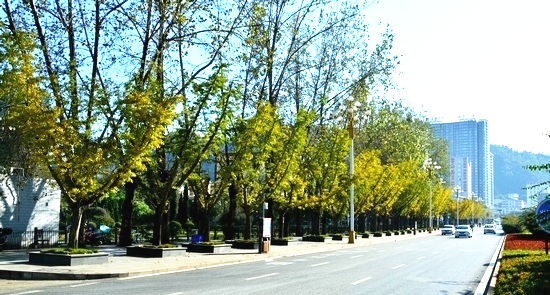 兴义市树:银杏树 兴义市树:银杏树