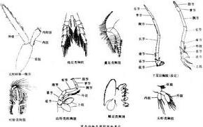 甲壳动物亚门 甲壳动物亚门