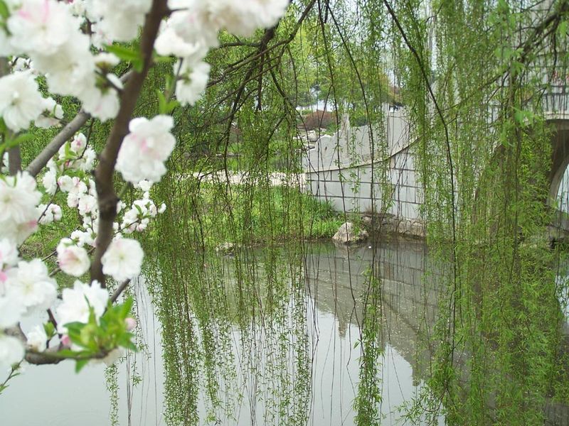 杨柳 杨柳