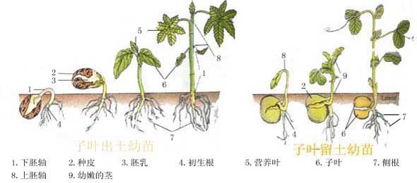 植物种子萌发 植物种子萌发