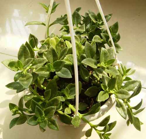 室内植物 室内植物