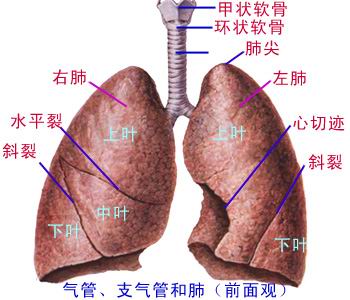 肺部 肺部