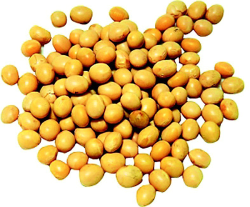 子洲黄豆 子洲黄豆