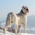 杜高犬