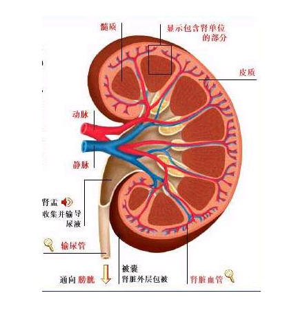 性事保健与壮阳秘方 性事保健与壮阳秘方