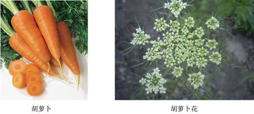 胡萝蔔及其花器 胡萝蔔及其花器