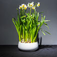 水仙花(水仙花)