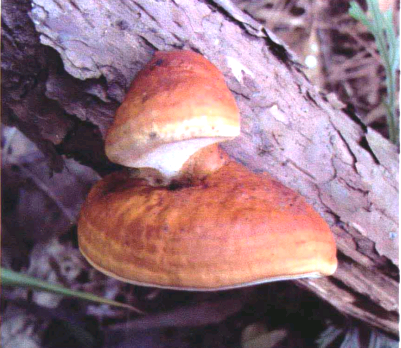 红缘层孔菌 红缘层孔菌