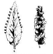 a:叶繁殖,b:零余子繁殖 a:叶繁殖,b:零余子繁殖