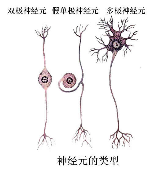 感觉神经 感觉神经