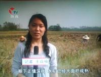 王焱楠 王焱楠
