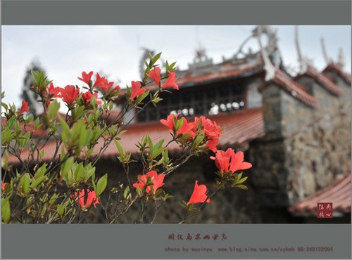 杜鹃花开 杜鹃花开