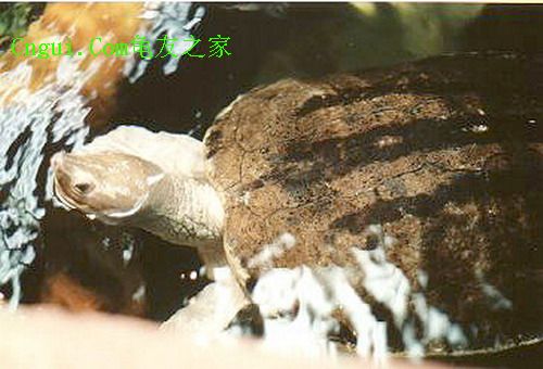 鹹水泥彩龟 鹹水泥彩龟