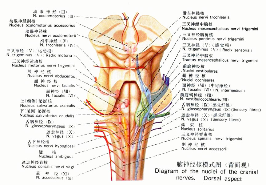 感觉神经