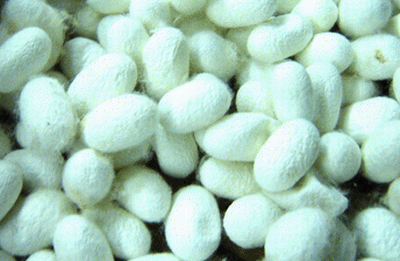 桑蚕茧 桑蚕茧