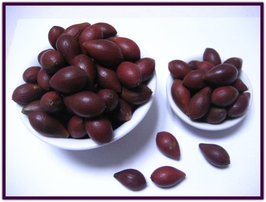 红豆杉纲 红豆杉纲