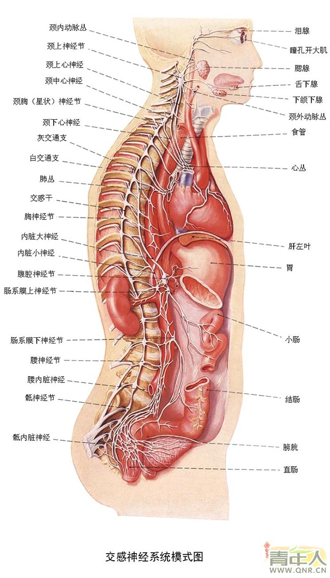 交感神经