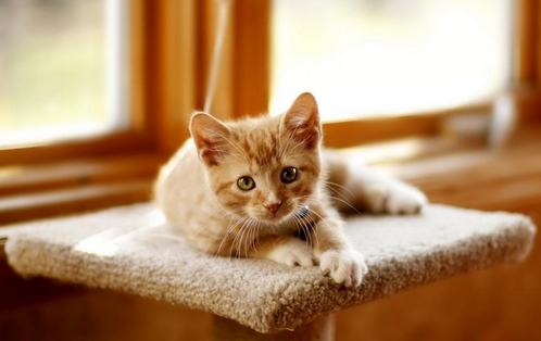 宠物猫 宠物猫