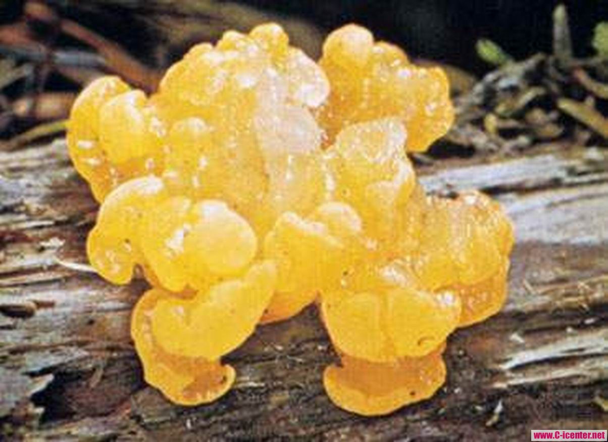 真菌门 真菌门