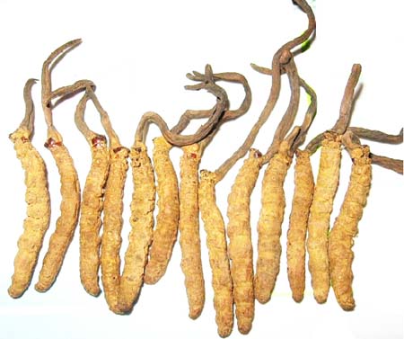 亚香棒虫草 亚香棒虫草
