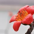 红棉花(被子植物门植物)