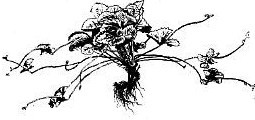 草莓营养繁殖 草莓营养繁殖
