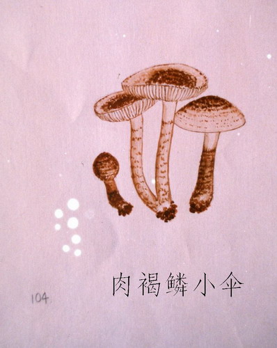 肉褐麟小伞 肉褐麟小伞