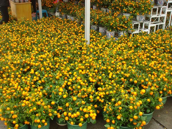 花市金橘 花市金橘
