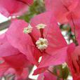 叶子花属