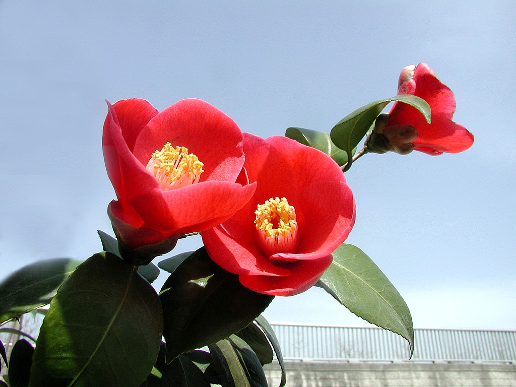 山茶花 山茶花