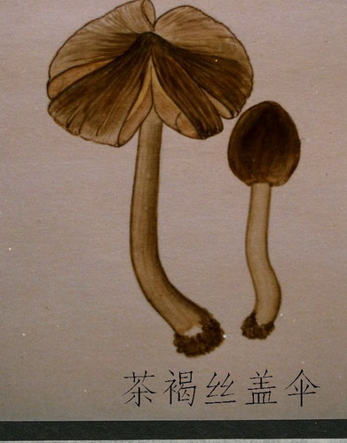 茶褐丝盖伞 茶褐丝盖伞