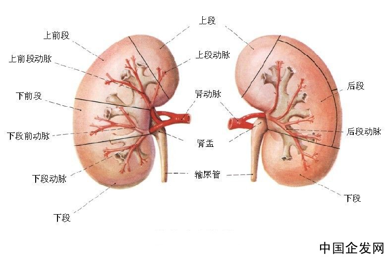 肾虚早泄 肾虚早泄