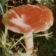 毒红菇