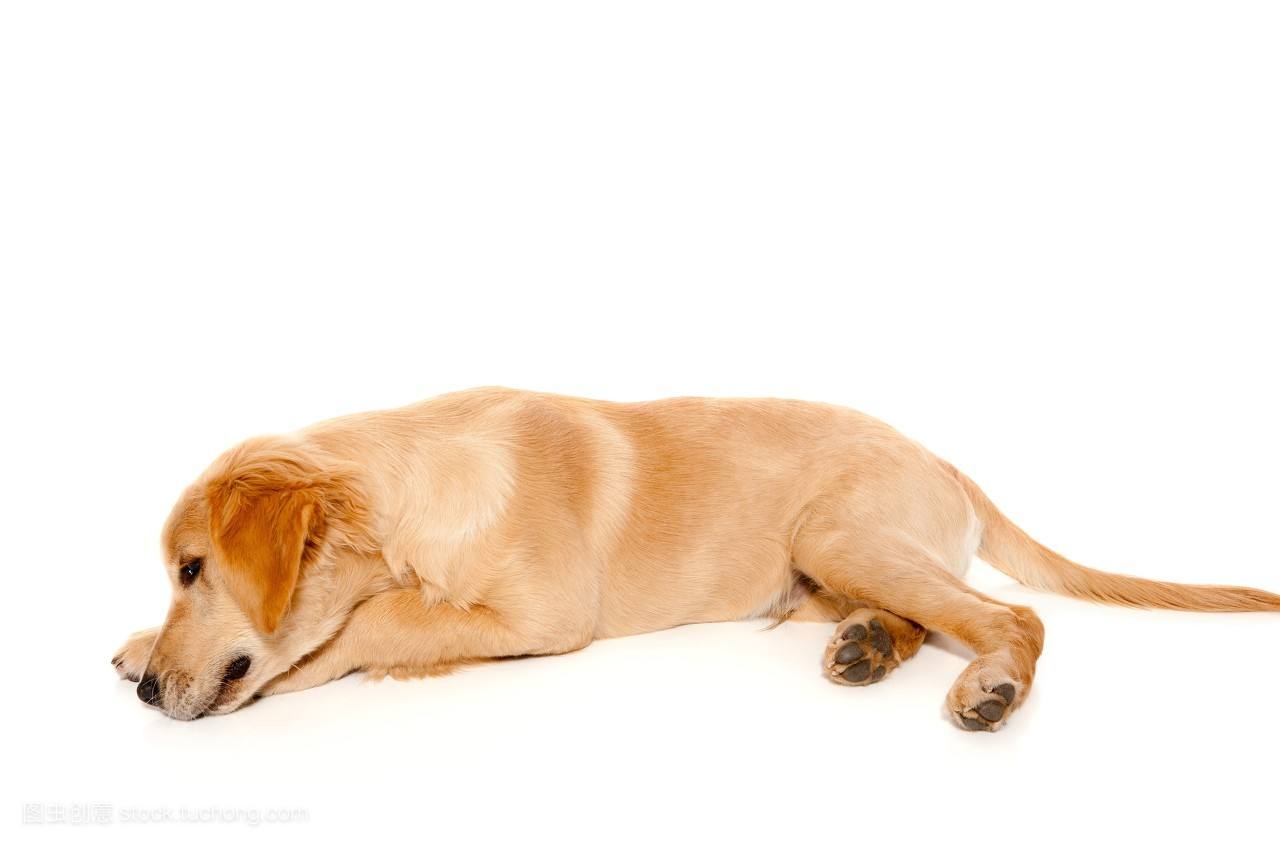 金色寻回猎犬