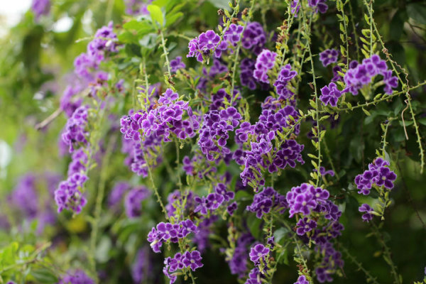 蕾丝金露花