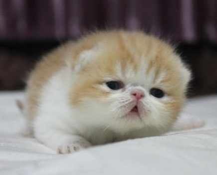 红虎斑异国短毛猫 红虎斑异国短毛猫