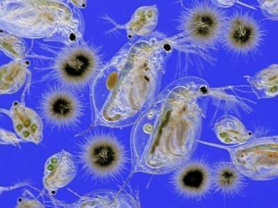 浮游生物 浮游生物