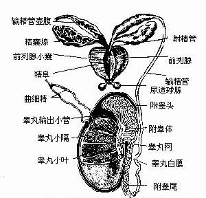 睪丸结构 睪丸结构