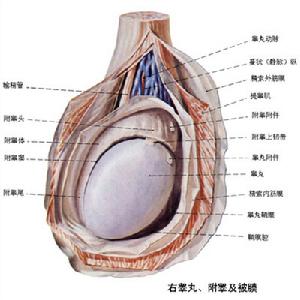 附睪结核 附睪结核
